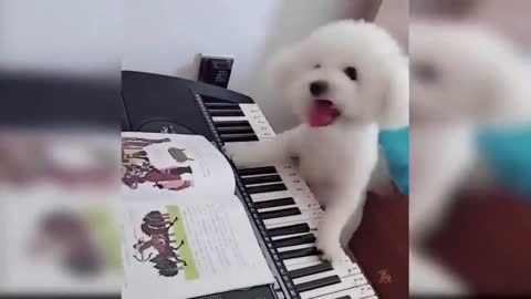 puppy pianist