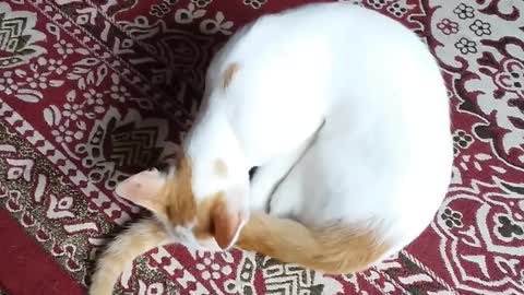 Cat sleeping