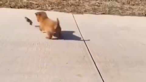 Best duck dog funny moment