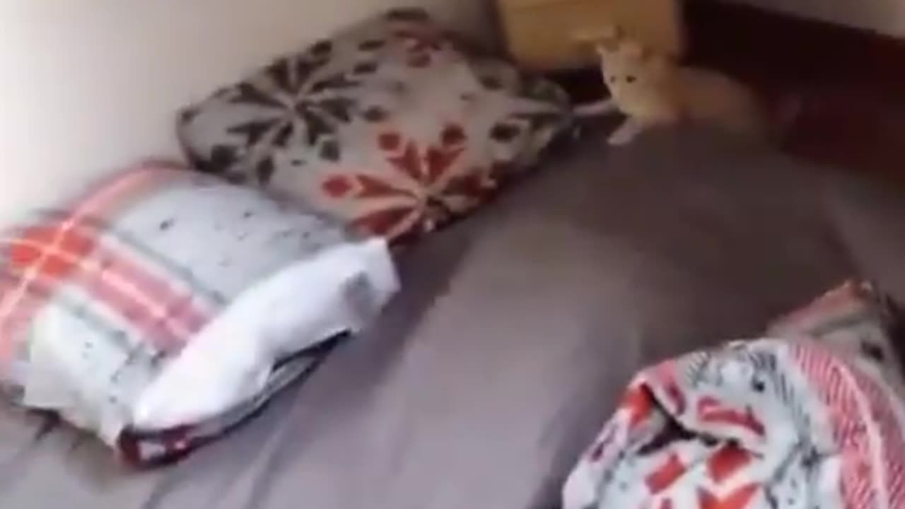 Purr-fect Heights: Boy Encourages Cat's Leap to Greatness!