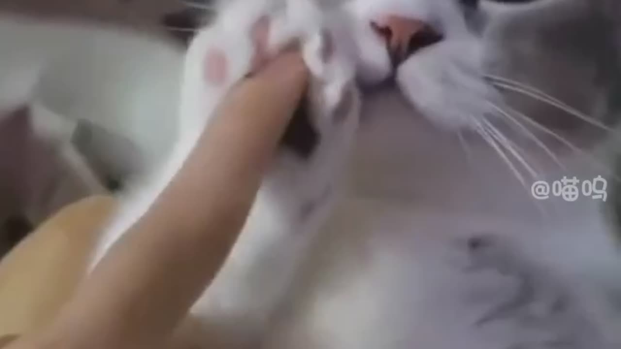 Cat|Funny animal videos|Cute animal videos |Funny dog&cat videos|Hilarious pet videos|funny video