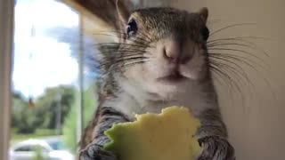 funny squirrel asmr