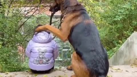 DOGS - ONE LOVE - BEST FRIEND AND PROTECTOR