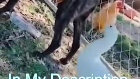 Funny Viral Cat Vedios