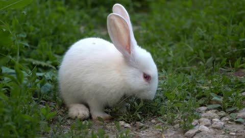 Funny baby white rabbit eat green grass