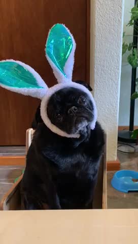 Cute bunny pug