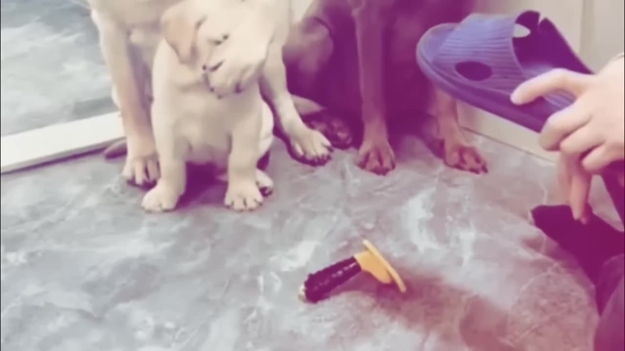 Imotionl dog video