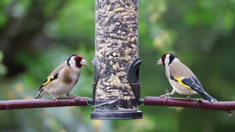 Beautiful Birds In The Wonderful Nature