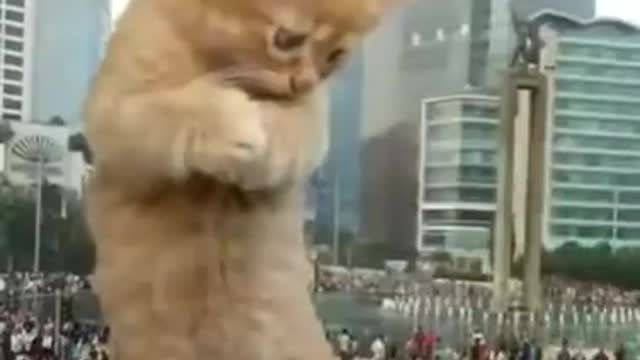 Giant of cat