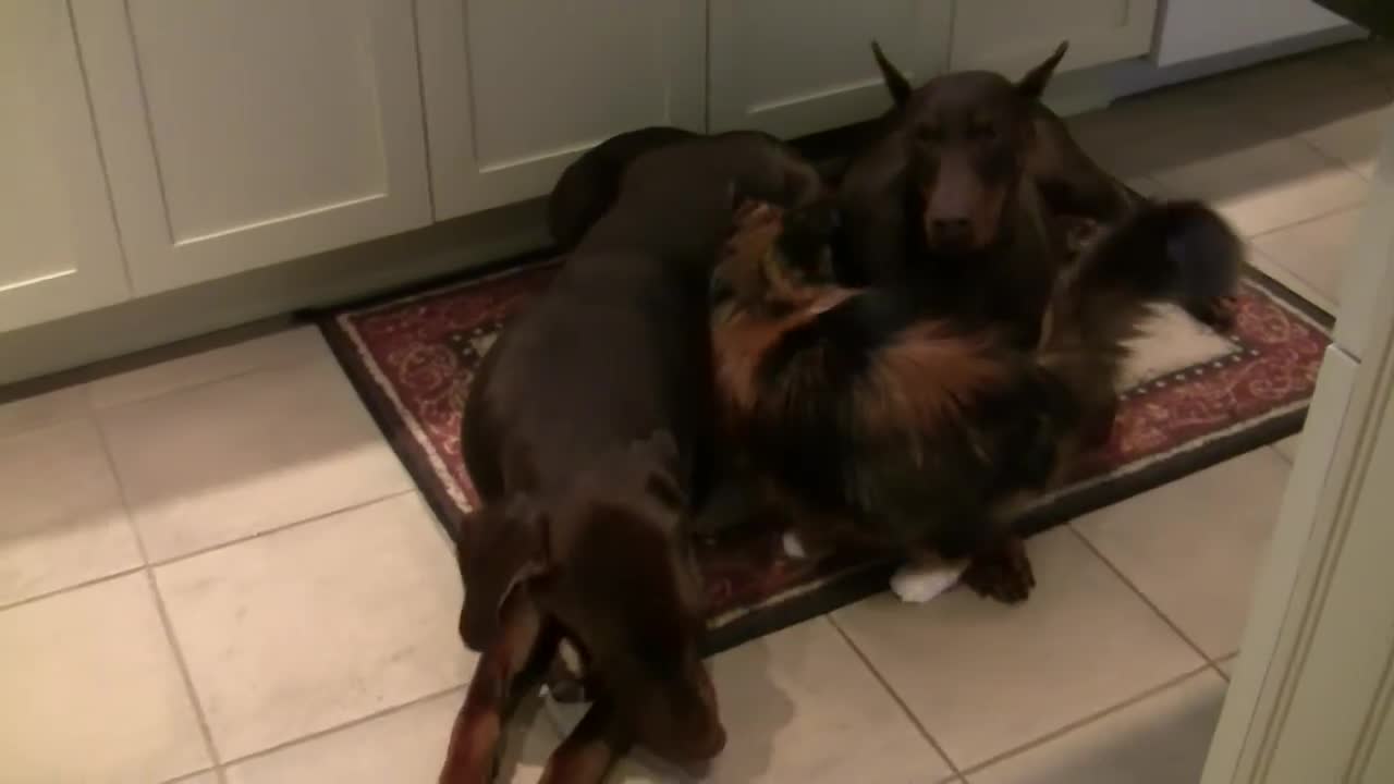 Fearless cat cuddles with pair of Dobermans