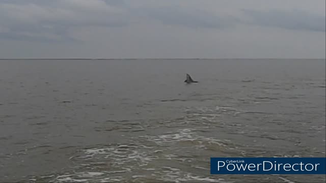 porpoises playing