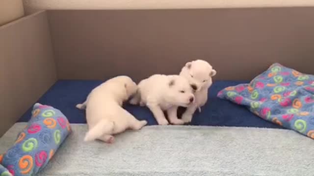 Cachorros de Samoyedo se parecen a osos polares