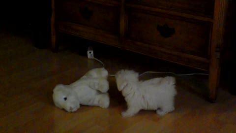 The dog is playing with tiger doll