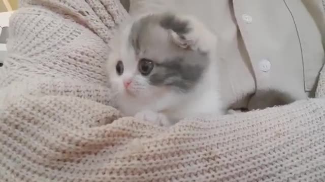 How to get cat