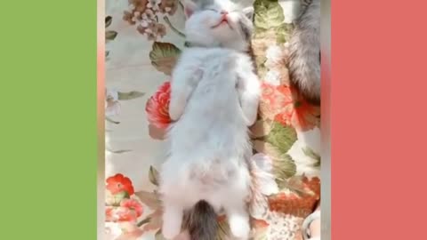 Need of Relaxation? Just watch this funny animal videos!