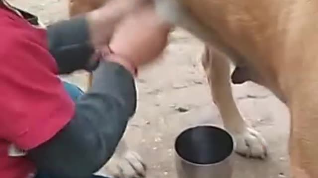 Child was mother dog milking