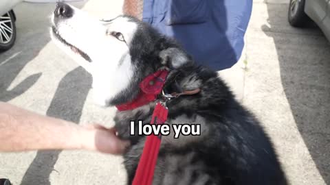 Husky Won’t Stop TALKING Until People Say Hello To Him!