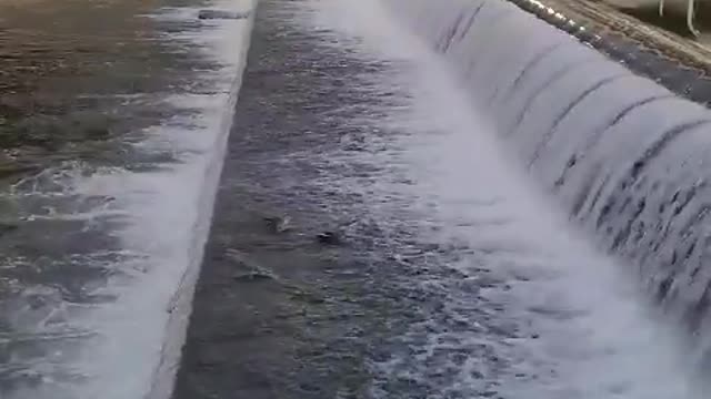 Two ducks eating at a river in the city center