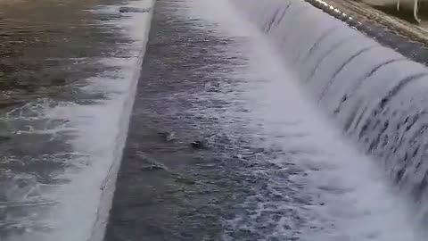 Two ducks eating at a river in the city center