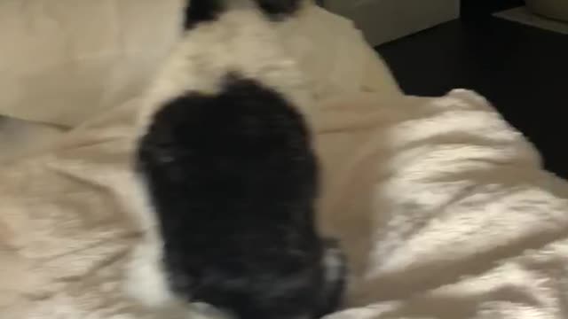 Unbelievable! Dog howls to calm down crying baby