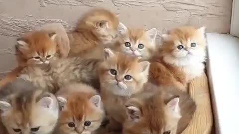 Hw cute kitty video