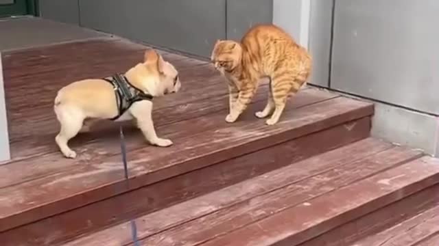 ๐๐๐งIt's Time to Open Up About Unbelievable Funny cute animals๐๐ถ