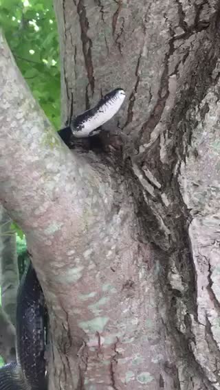 Snake in a tree