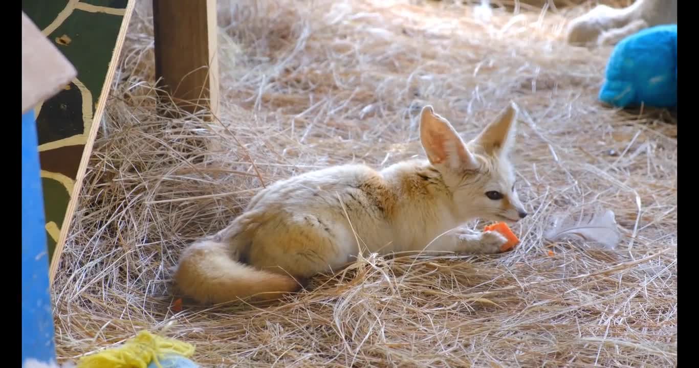 #HD video # Shepherd Dog