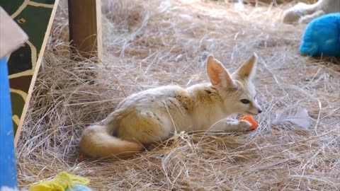 #HD video # Shepherd Dog