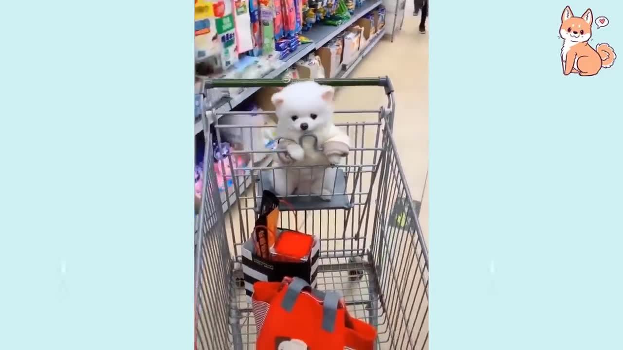 Cute Funny Dog Compilation 2021