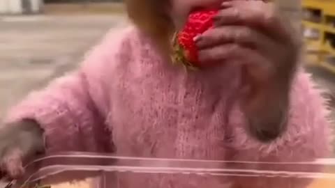 strawberry monkey