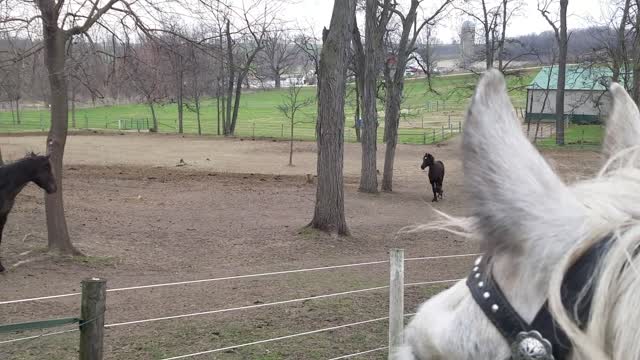 Foals playing and running