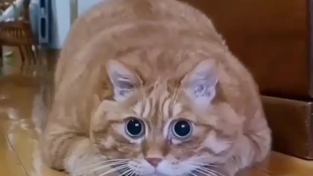 My cats #20
