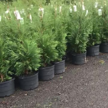 Rumors about our tree farm. Highland Hill Farm near Philadelphia 215 651 8329