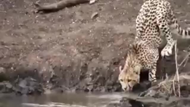 Crocodile attacks a leopard with unnatural force