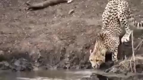 Crocodile attacks a leopard with unnatural force