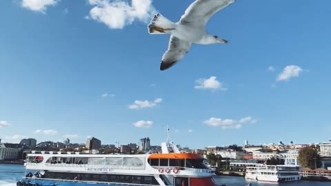 Birds enjoying on karachi sea