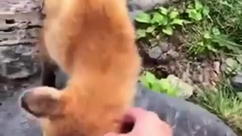 cute and funny animals (watch if you are sad)