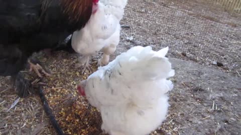 Buff silkie chickens (13)