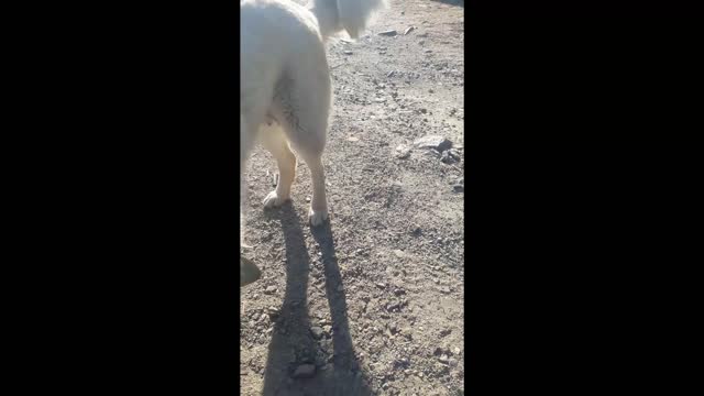 Frozen Tongue Mishap