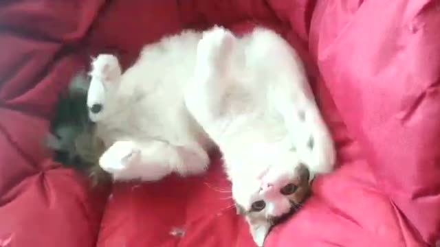 White cat moving sporadically on sheets