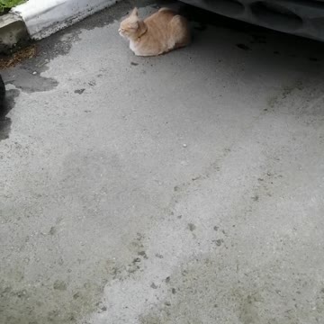 Resting cat under the car.