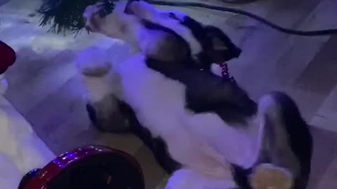 Funny Dog plying under a Christmas tree