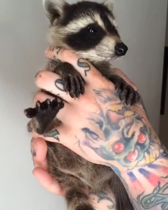 Mapache bebé rescatado luego de que a su mamá la pisara un auto