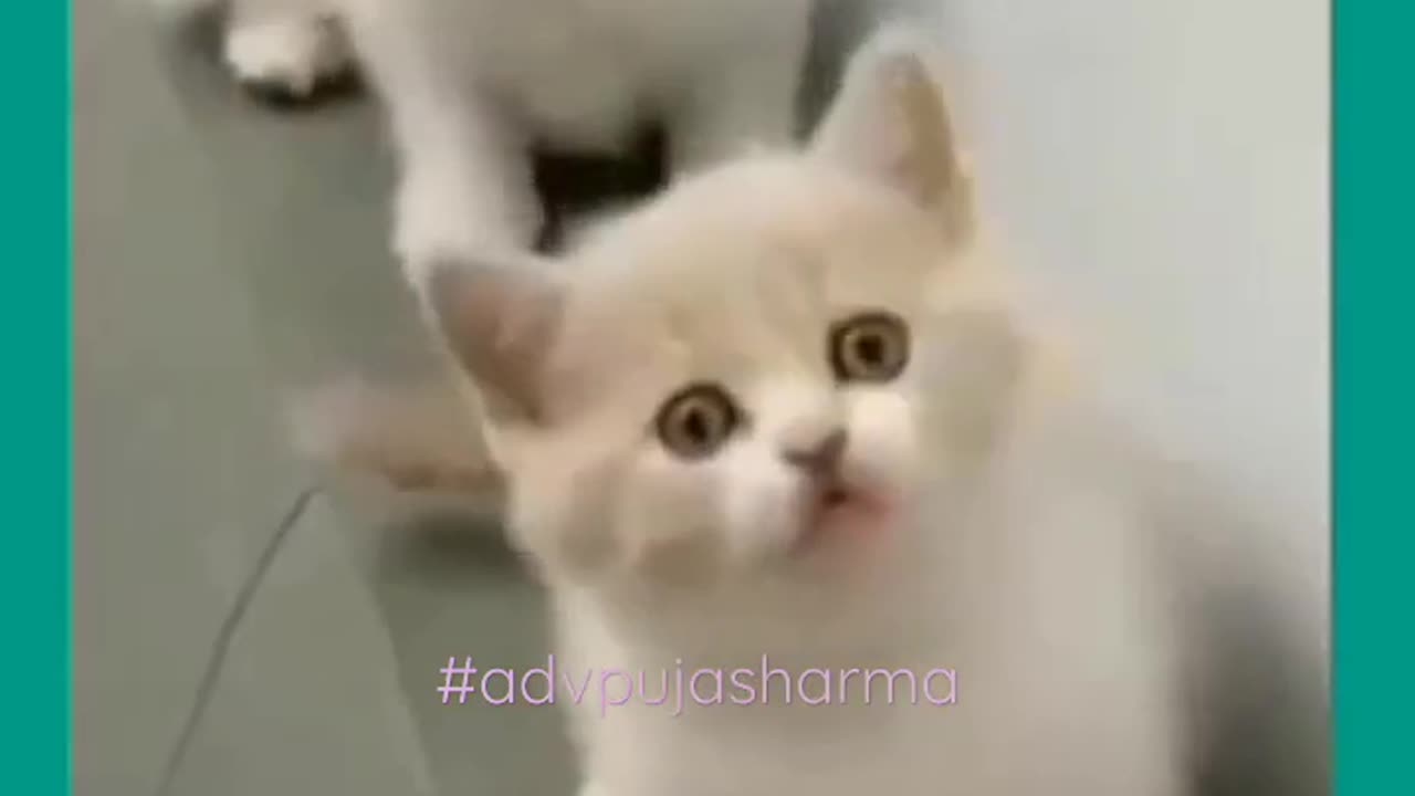 Cat video | cat reel # shorts # cat # funny 🤣 patli kamariya hai hai