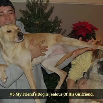 Shameless Pets Who Stole Their Owner's Partner