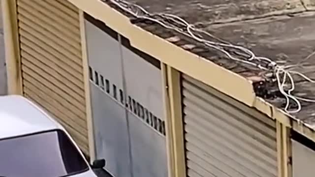 Funny little Dog