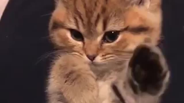 Cat cat cat funny