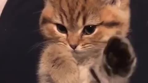 Cat cat cat funny