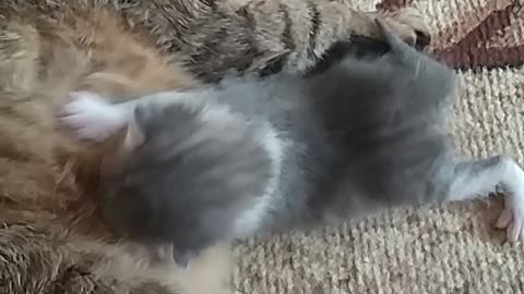 Кitten does a massage for mom